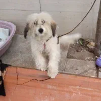 سگ پا کوتاه|سگ|مشهد, پنجتن|دیوار