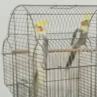 ۸تا عروس هلندی بالغ یکجا واگذار میشود|پرنده|تنکابن, |دیوار