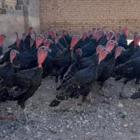 ۵۰عددبوقلمومحلی