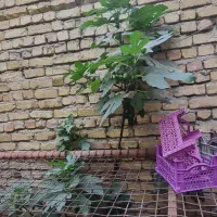 درخت انجیر بزرگ میوه دار گلدانی مناسب برای پشت بام|گل و گیاه طبیعی|اصفهان, عاشق‌آباد|دیوار