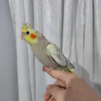 عروس هلندی|پرنده|شهر ری, منصوریه منگل|دیوار