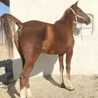 اسب مادیون سواری دار