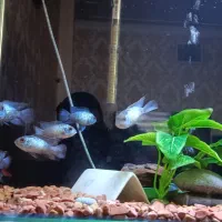 بلو اکارا 7عدد