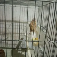 قناری|پرنده|کرمانشاه, |دیوار