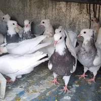 طوقی ساده|پرنده|مبارکه, |دیوار