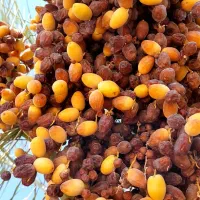 رطب کبکاب عمده بهبهان|عمده‌فروشی|تهران,  امام زاده قاسم (نیاوران)|دیوار