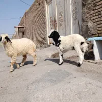 بره نر ماده جهت فروشی جفتی 125/000/000|حیوانات مزرعه|اهواز, منازل کارون|دیوار