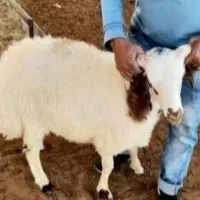 گوسفند سالم و سرحال مناسب خون ریختن مصرف خونگی