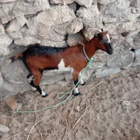 فروش یک گیسه تازه نر خورده هم داشت هم گوشت