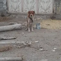 سگ گله ای|سگ|الیگودرز, |دیوار