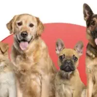 پیدا شدن یک عدد سگ محدوده ناژوان