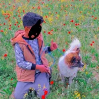 سگ پامر فروشی