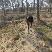 اسب مادیون|اسب و تجهیزات اسبسواری|برازجان, |دیوار