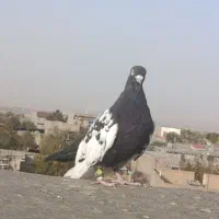 سینه سیاه|پرنده|مشهد, شهرک صنعتی توس|دیوار