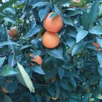 تامسون درجه یک فله|خوردنی و آشامیدنی|عباس‌آباد, |دیوار