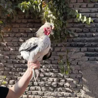 خروس|حیوانات مزرعه|بسطام, |دیوار