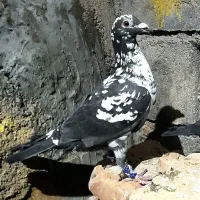 سار سوسکی سینه سفید