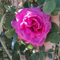 گل و گیاه و نهال سرسبز تازه بهاری