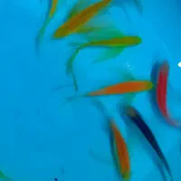 فروش ماهی گیاهخوار|ماهی|مشهد, گوهرشاد|دیوار