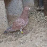 کبوتر معاوضه
