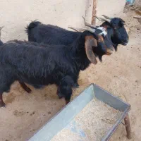 بز داشتی|حیوانات مزرعه|آبدانان, |دیوار