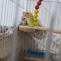 طوطی برزیلی اوپال|پرنده|پاکدشت, پاکدشت (مامازند)|دیوار