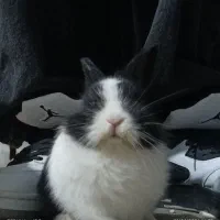 فروش خرگوش نر