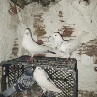 کبوتر پرشی|پرنده|گرگان, |دیوار