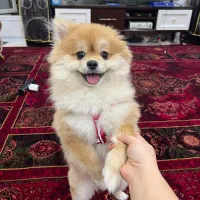 پامر گرگی بهترین نژاد خوش قیافه