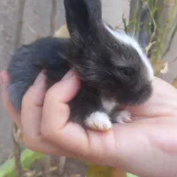 خرگوش مینیاتوری لوپی|موش و خرگوش|کرمانشاه, |دیوار