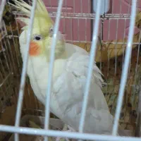 عروس هلندی|پرنده|سراوان, |دیوار