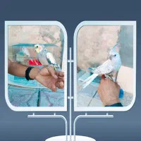 معاوضه با کفتر