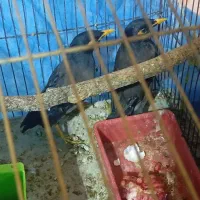 عروس هلندی سالم و سرحال