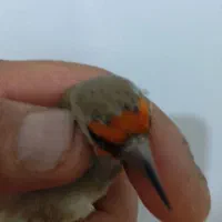 سهره کرمونی نر|پرنده|قم, علی آباد سعدگان|دیوار