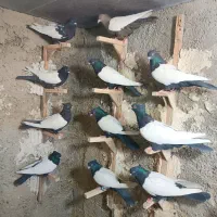 تعداد 18تا سینه کله|پرنده|شیراز, ریاستی|دیوار