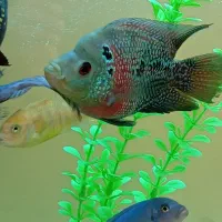 فلاور باکس|ماهی|سنندج, |دیوار