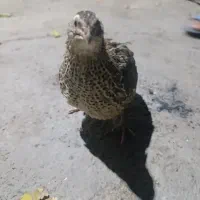 سگ پاکوتاه.   بلدرچین  110|سگ|جاجرود, |دیوار