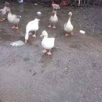 ۵عدد غاز  چاق و محلی هم نرویم ماده دانا ای ۱۰۰۰۰۰۰