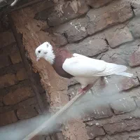 فروش چن عدد طوقی|پرنده|جیرفت, |دیوار