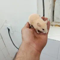 همستر|موش و خرگوش|بافق, |دیوار