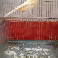 ماده قناری آماده آماده مست