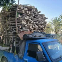 بریدن و خرید چوب لیمو از باغ دار