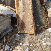 عسل صد در صد طبیعی کنار وحشی هرمزگان و ژل رویال|خوردنی و آشامیدنی|مشهد, ایثارگران|دیوار