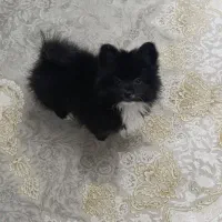 سگ پامرروباهی شیطون