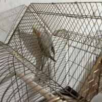 عروس آهویی بالغ .ماده|پرنده|چابهار, |دیوار