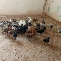 جوجه مرغ|حیوانات مزرعه|مشهد, درابد امام|دیوار