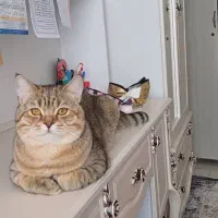 گربه بریتیش