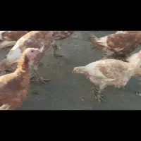 بوقلمون  بوربون|حیوانات مزرعه|جوانرود, |دیوار