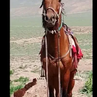 اسب|اسب و تجهیزات اسب‌سواری|تایباد, |دیوار