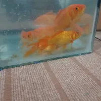 ماهی کوی|ماهی|خرم‌آباد, |دیوار